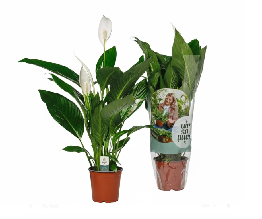 Elegant Peace Lily (Spathiphyllum) – Air Purifying Indoor Houseplant