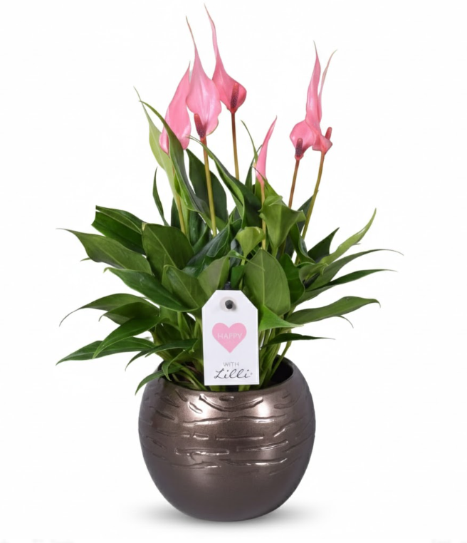 Pink Anthurium (Flamingo Flower) in Designer Pot