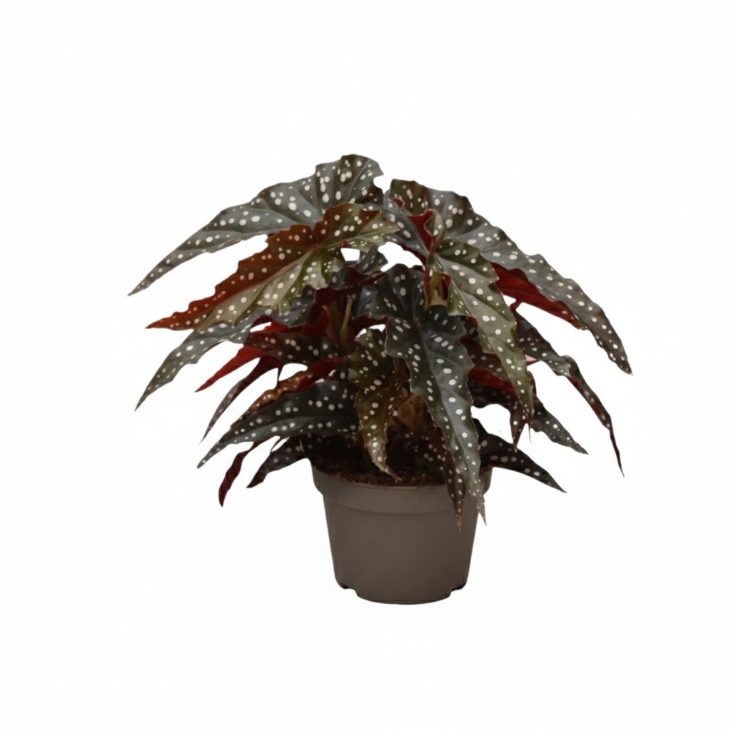 Begonia 'Black' | Polka Dot Angel Wing Houseplant