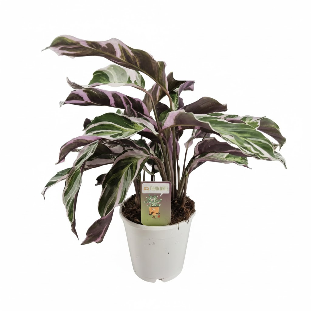 Calathea Fusion White: The Living Masterpiece