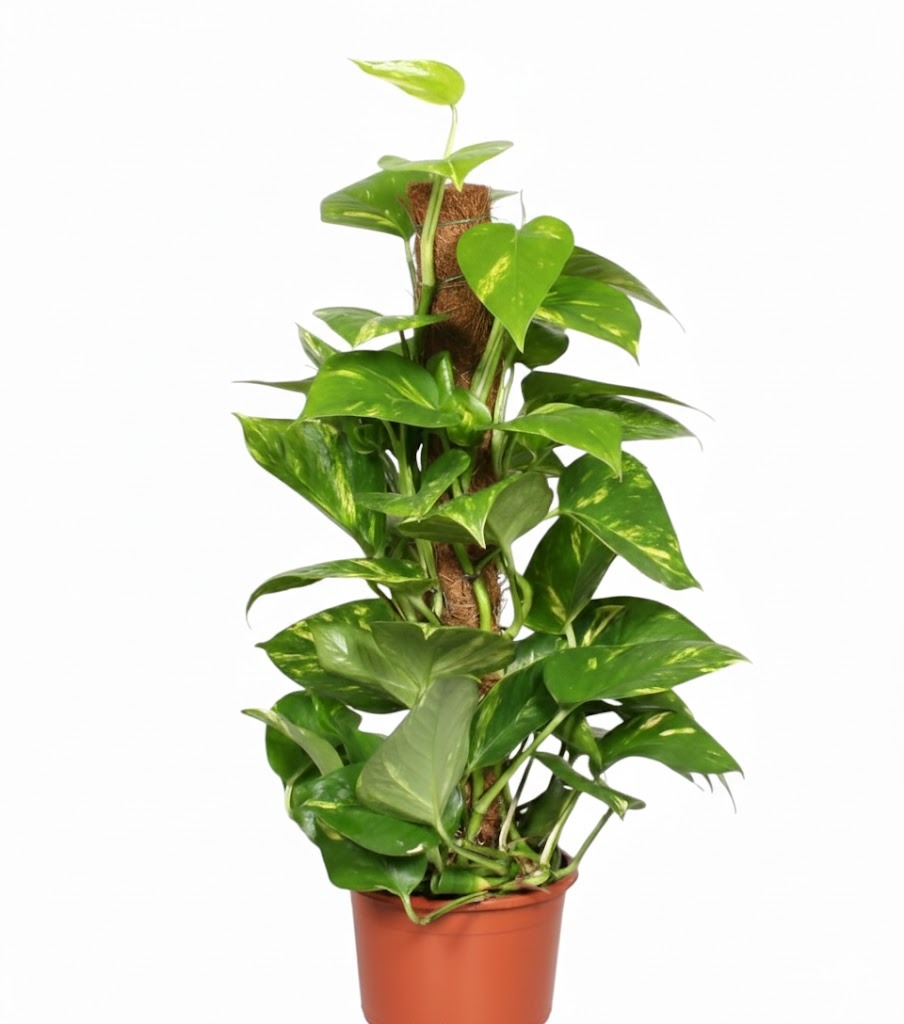 Golden Pothos (Epipremnum aureum) on a Moss Pole
