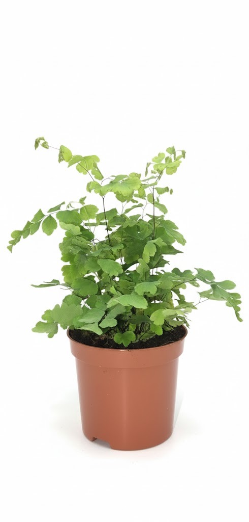 Delta Maidenhair Fern (Adiantum raddianum)