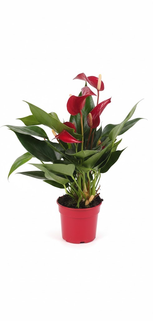 Anthurium Andraeanum (Flamingo Flower)