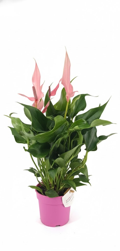 Pretty in Pink Anthurium (Laceleaf) – Vibrant Flowering Indoor Plant