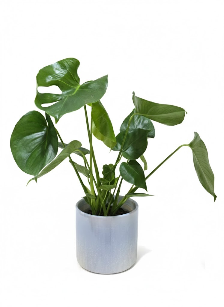 Monstera Deliciosa in Ceramic Glazed Pot | Live Indoor Houseplant