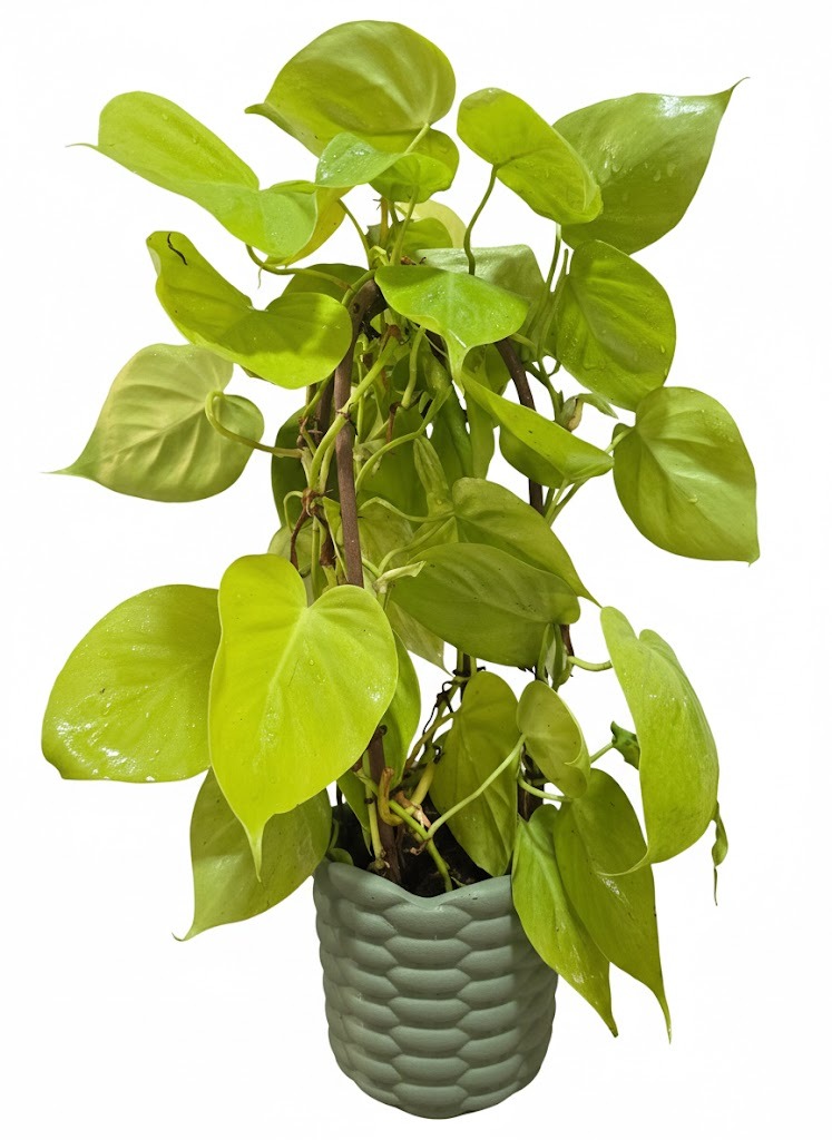 Neon Heartleaf Philodendron (Philodendron Hederaceum 'Lemon Lime')