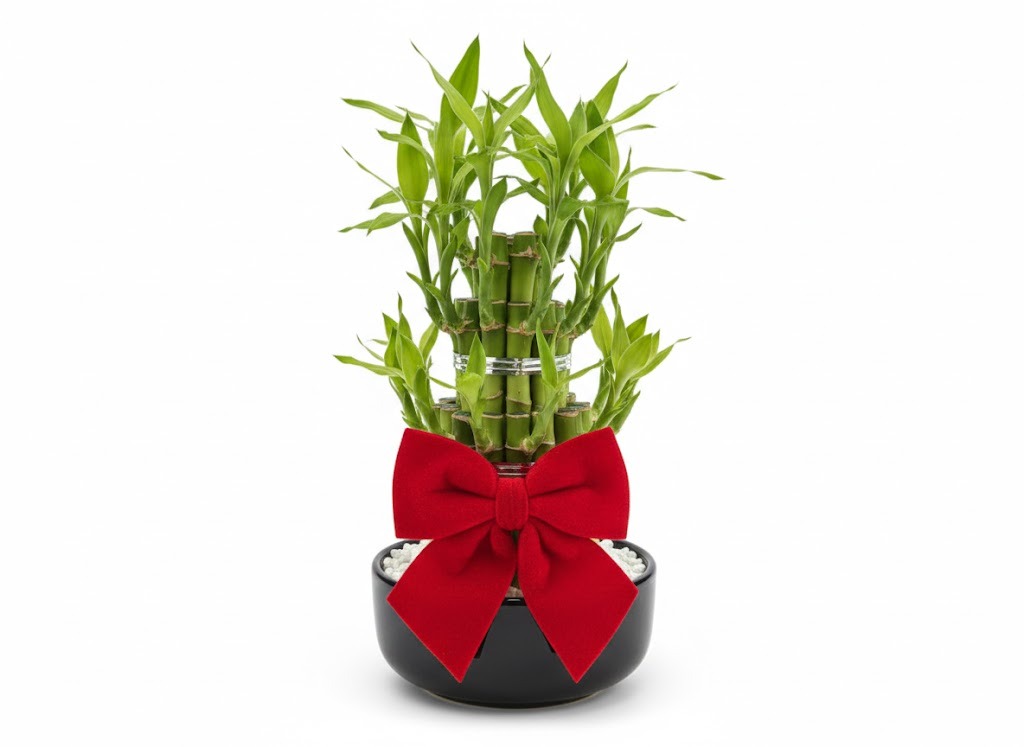 Lucky Bamboo in Black Ceramic Pot with Red Bow