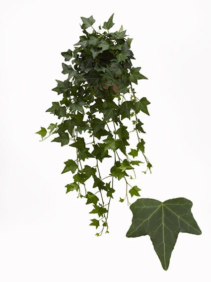 English Ivy (Hedera helix)