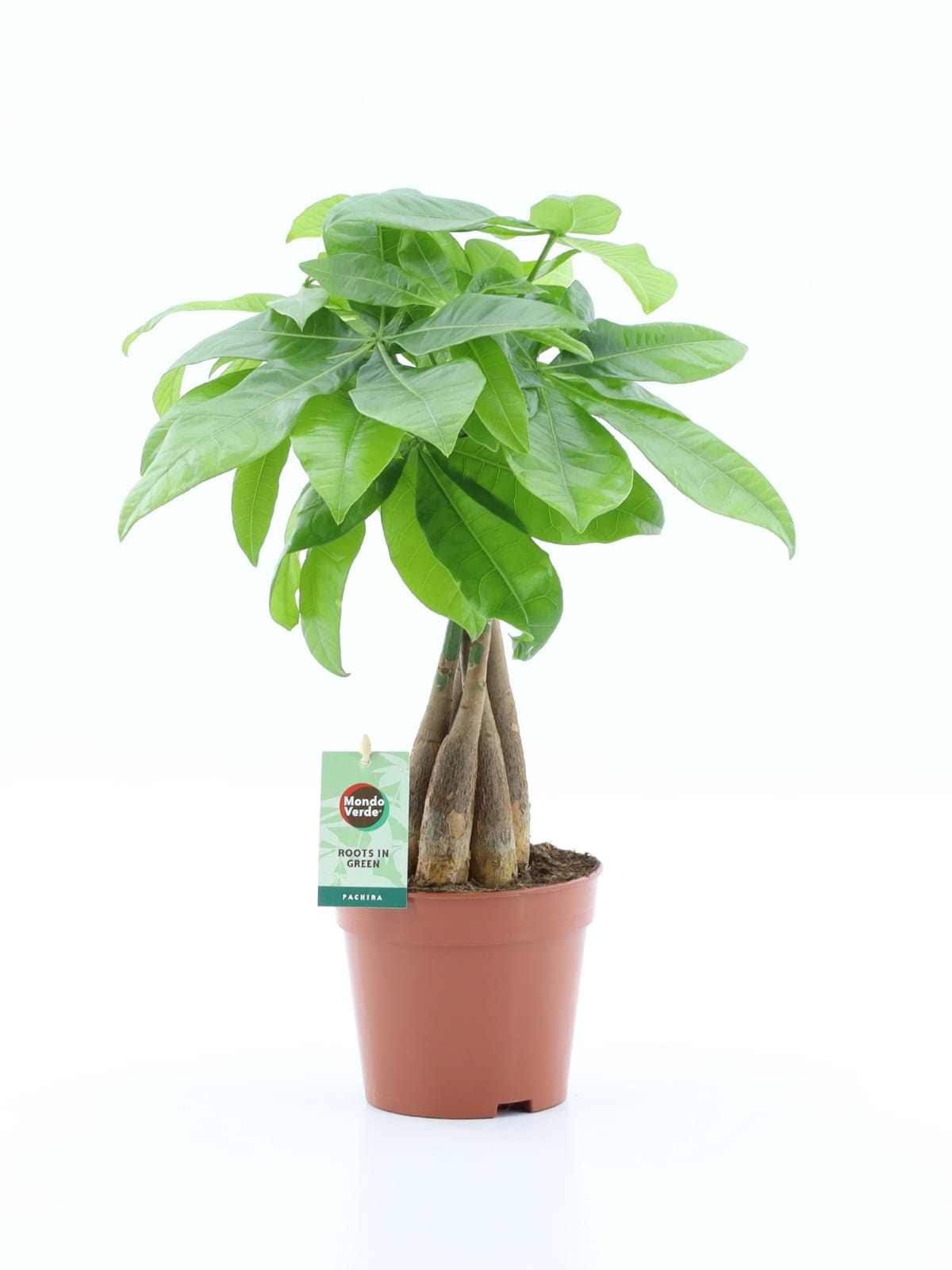 Pachira Aquatica (Money Tree) – Braided Stem Houseplant