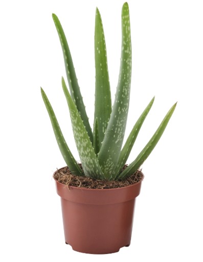 Aloe Vera Plant