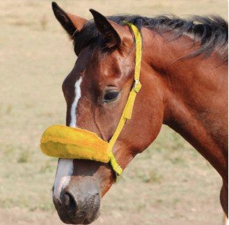 Horse Shadow Roll