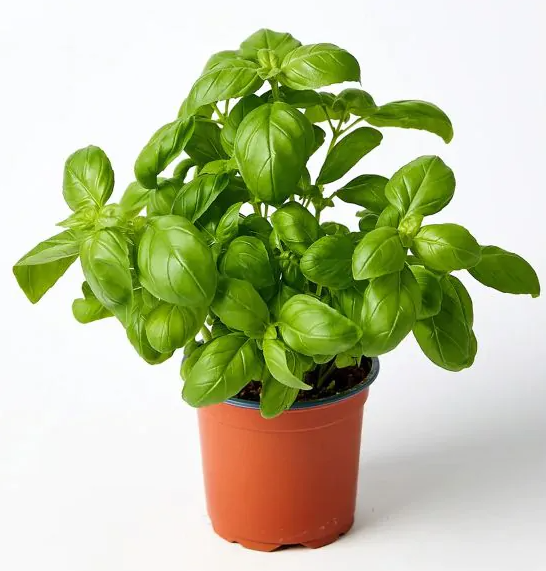 Fresh Basil Plant - Aromatic Herb for Culinary Use